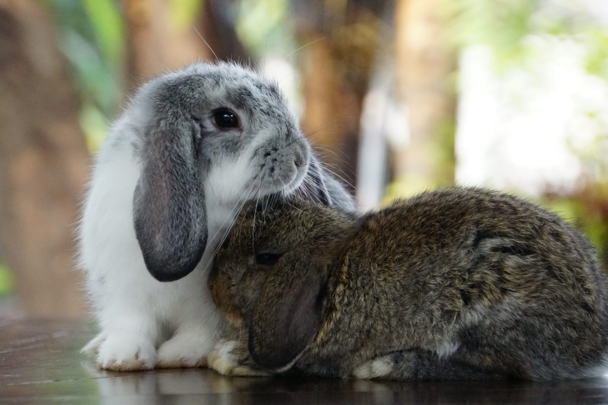 Male vs. Female Rabbits: 2026 Behavioral & Cost Buyers Guide