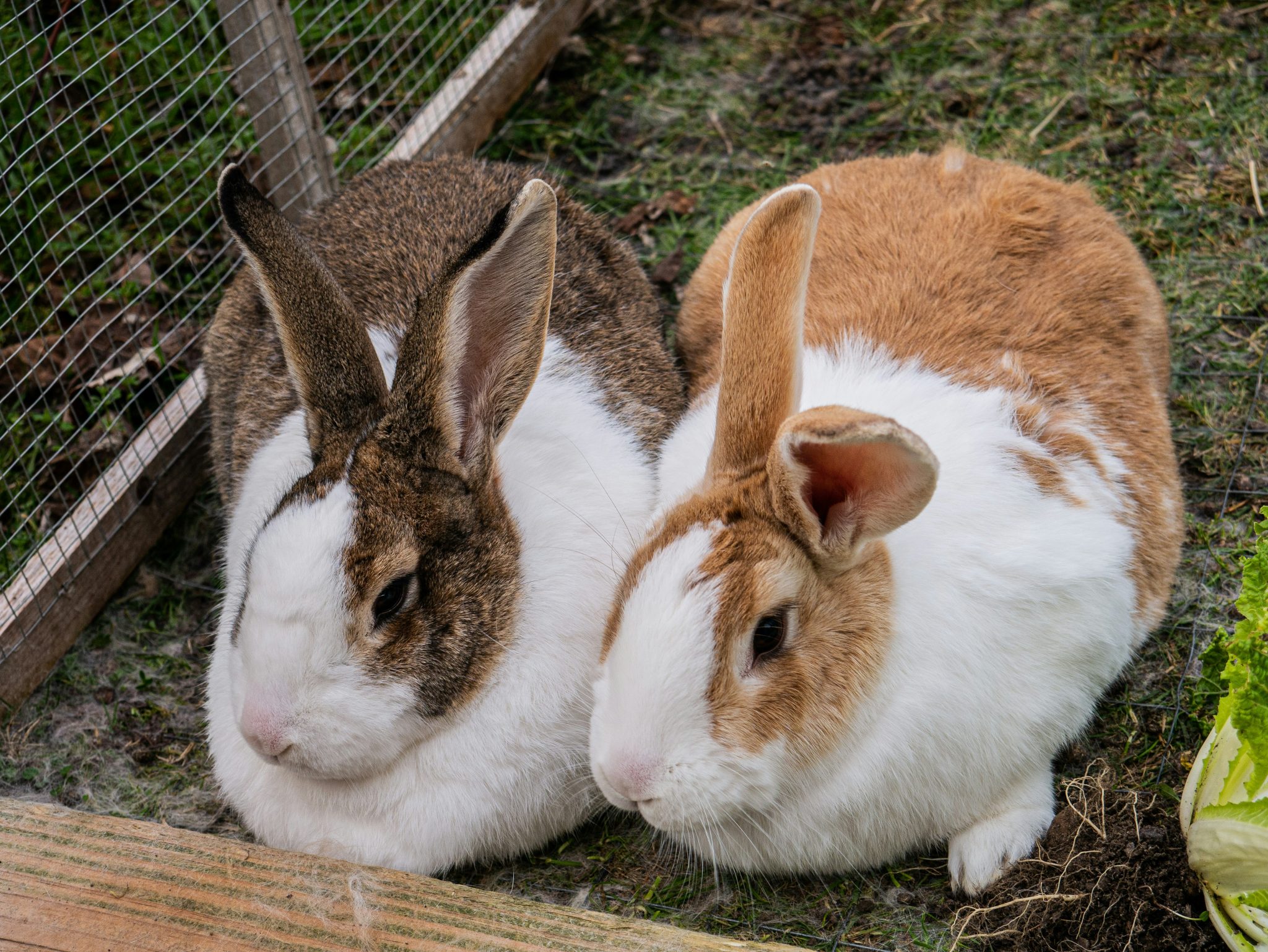 Do Rabbits Mate for Life? The Truth About Rabbit Monogamy - bunnyowners.com