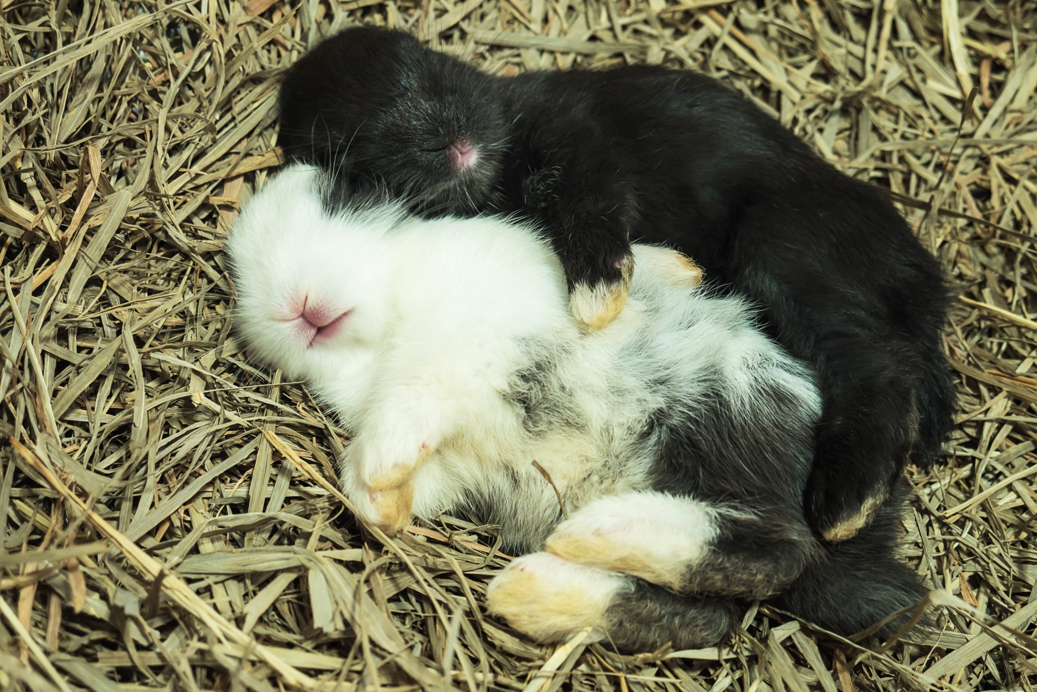 Do Rabbits Eat Their Babies? Reasons & Prevention Tips