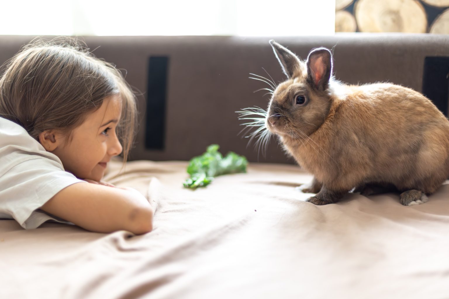 Why Does My Rabbit Bite? 8 Causes & 5 Steps to Stop It