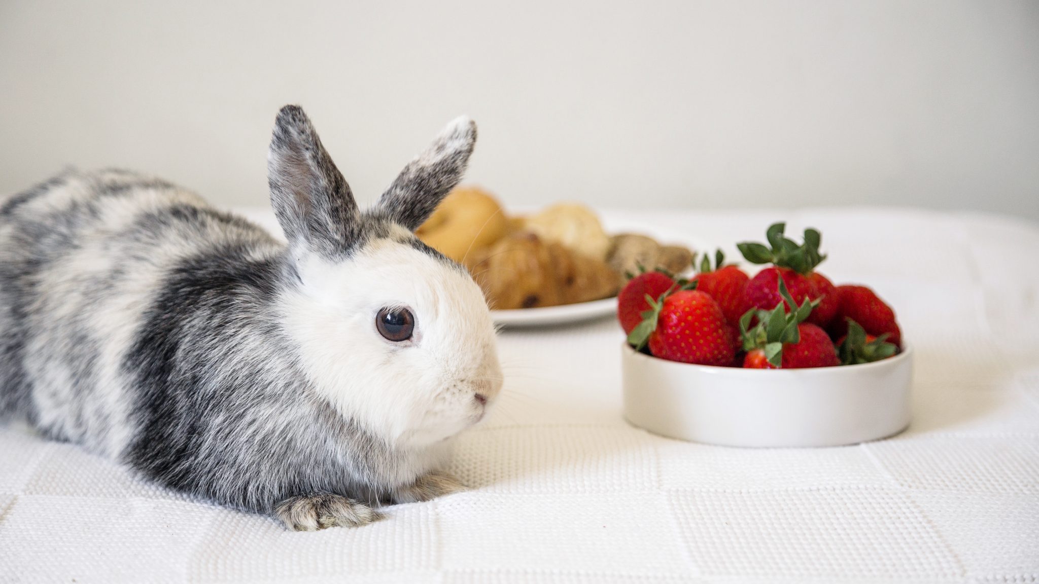 Can Rabbits Eat Raspberries? Safe Feeding & Portion Guide