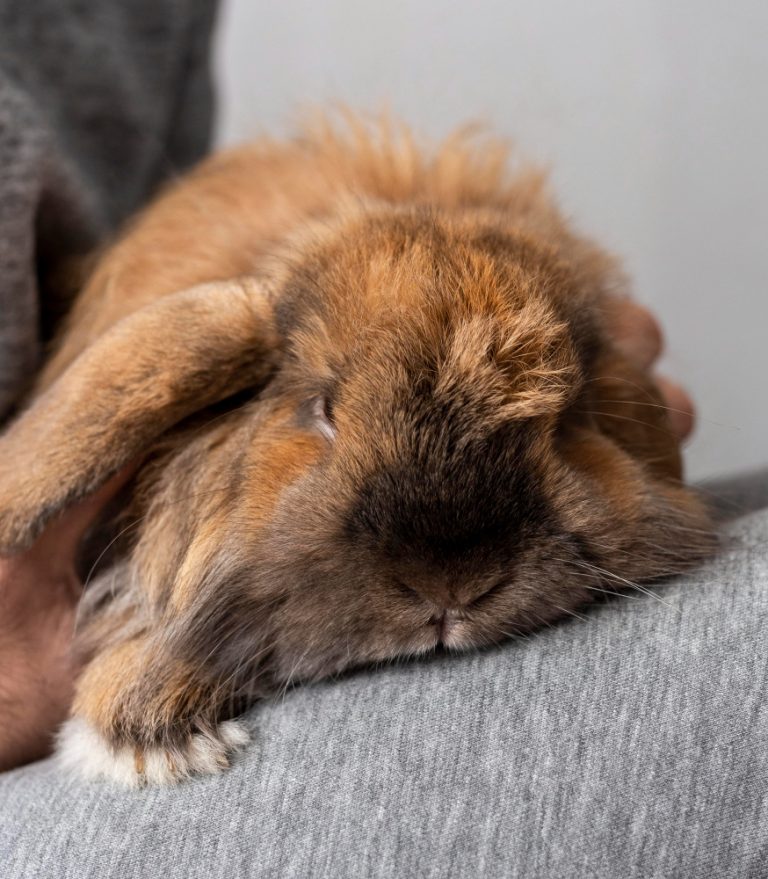 Rabbit Grinding Teeth: Pain or Normal? How to Tell Fast