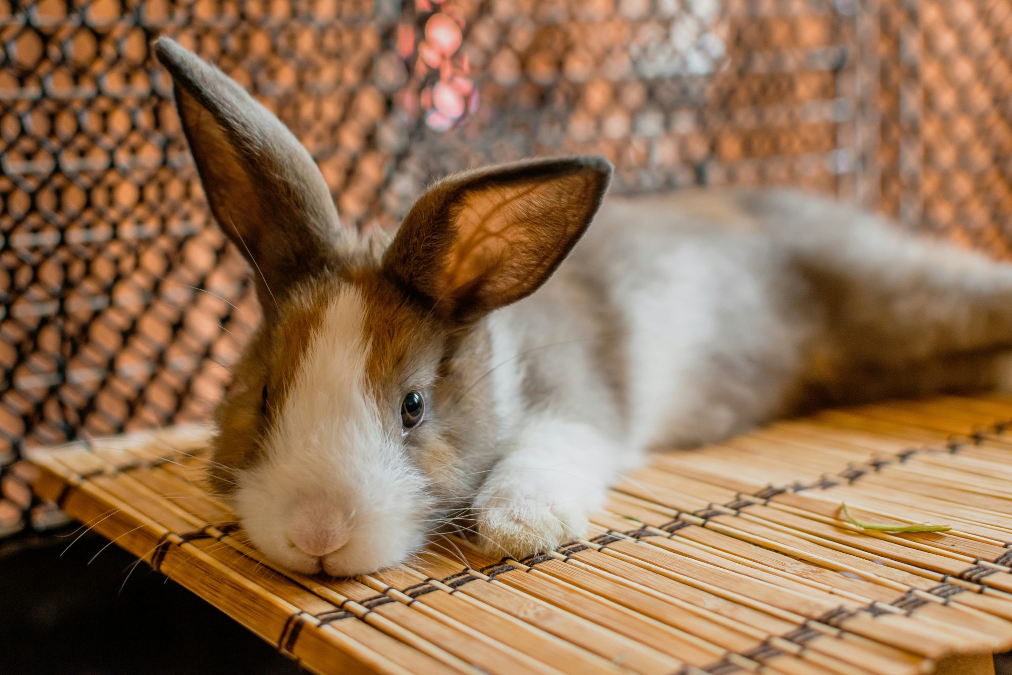 The Sleepiest Rabbit Rabbit Sleep Habits: Where, When, and How Much?