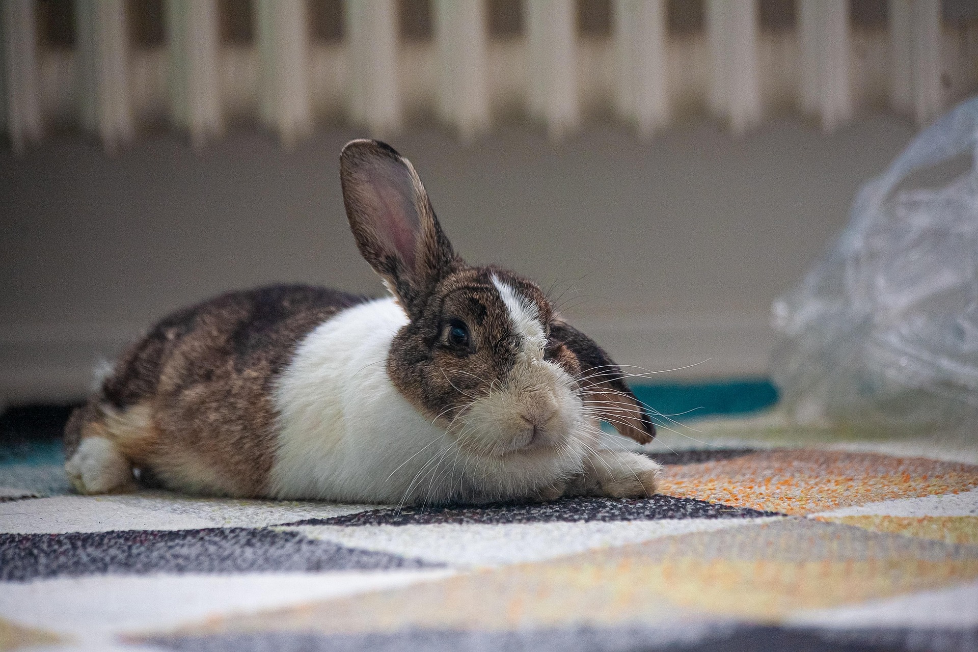 Griddying Rabbit Rabbit Grinding Teeth: Pain or Normal? How to Tell Fast