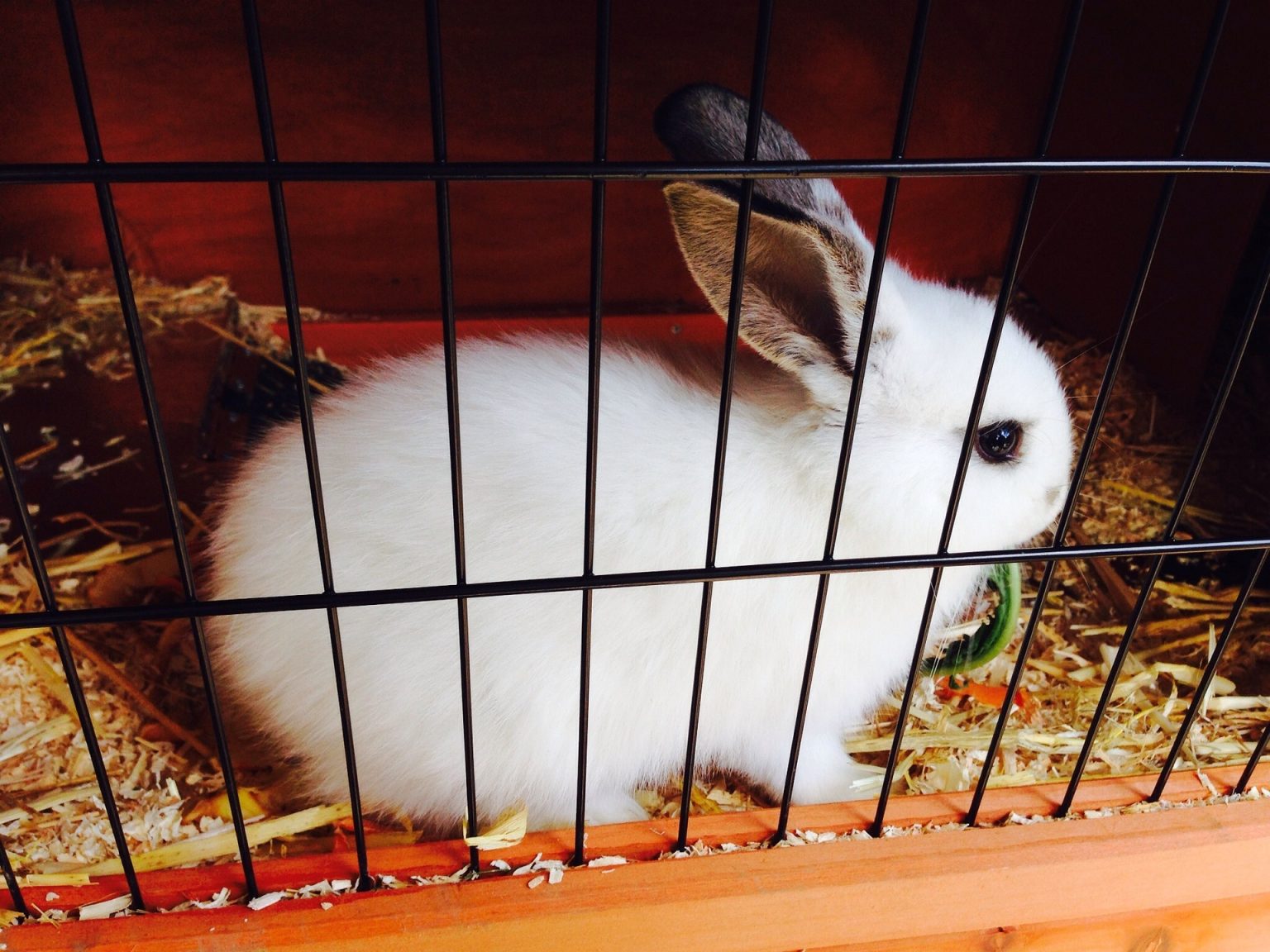Why Is My Rabbit Shaking? Causes & Emergency Signs