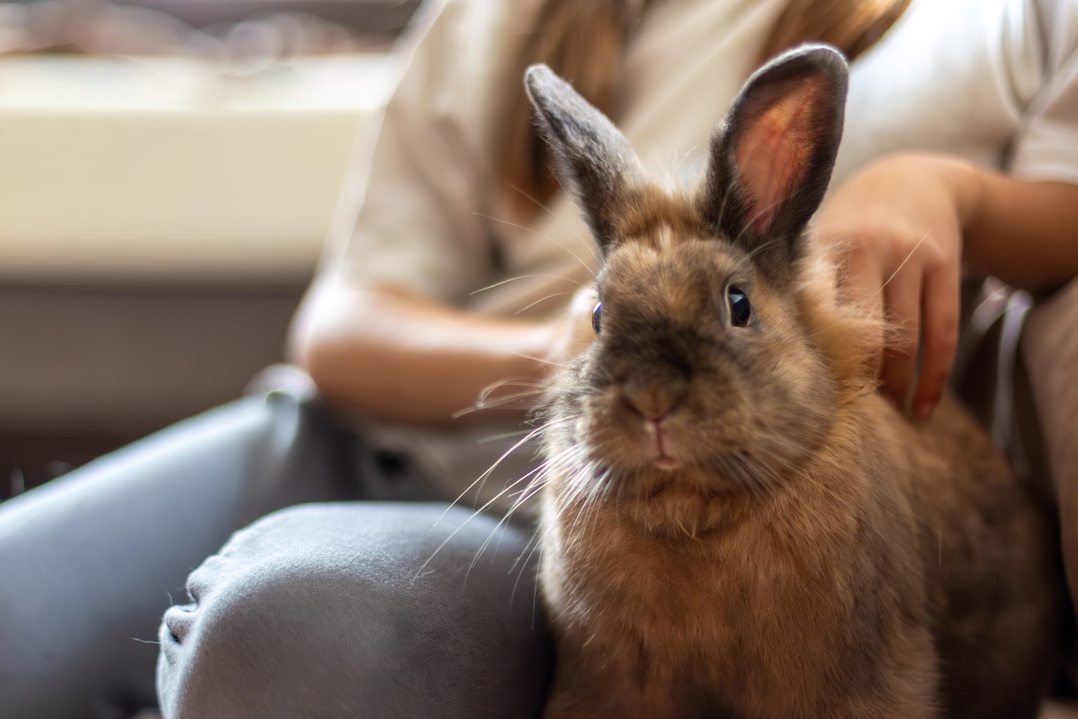 Rabbit Body Language Explained: Complete Guide + Chart