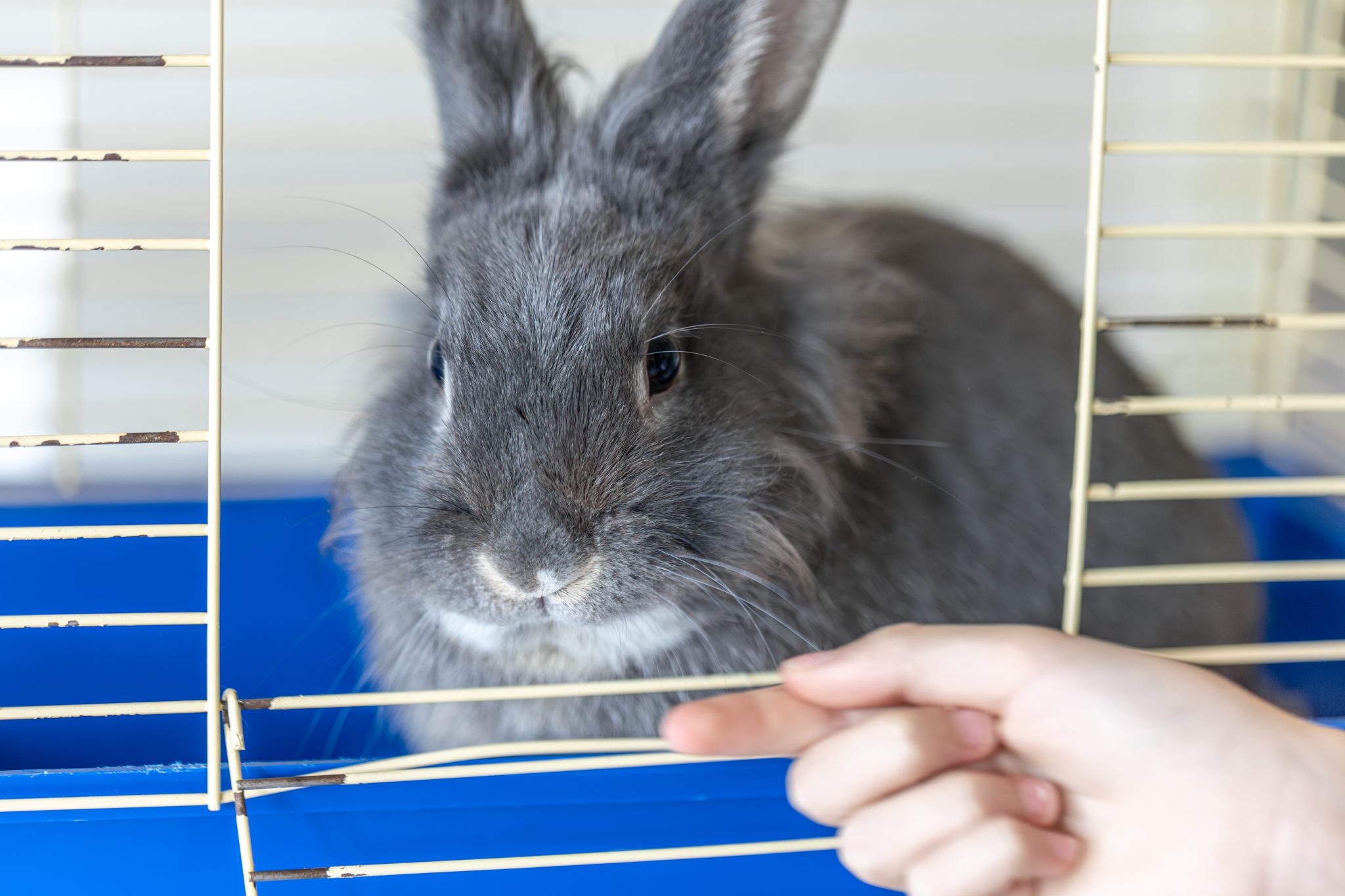Pet Rabbit Aggression Why Is My Rabbit Suddenly Aggressive? Causes & How to Fix It