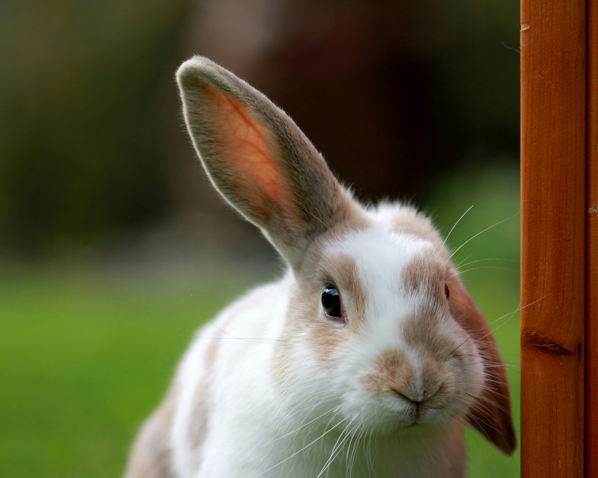 Un Rabbit Rabbit Body Language Explained: Complete Guide + Chart