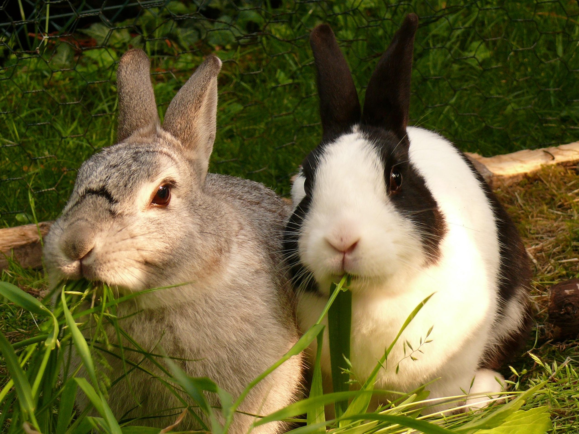 Rabbit Body Language Explained: Complete Guide + Chart