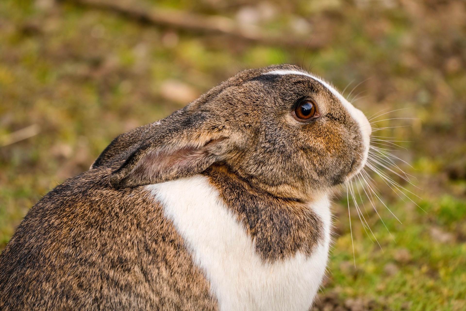 Why Is My Rabbit Shaking? Causes & Emergency Signs