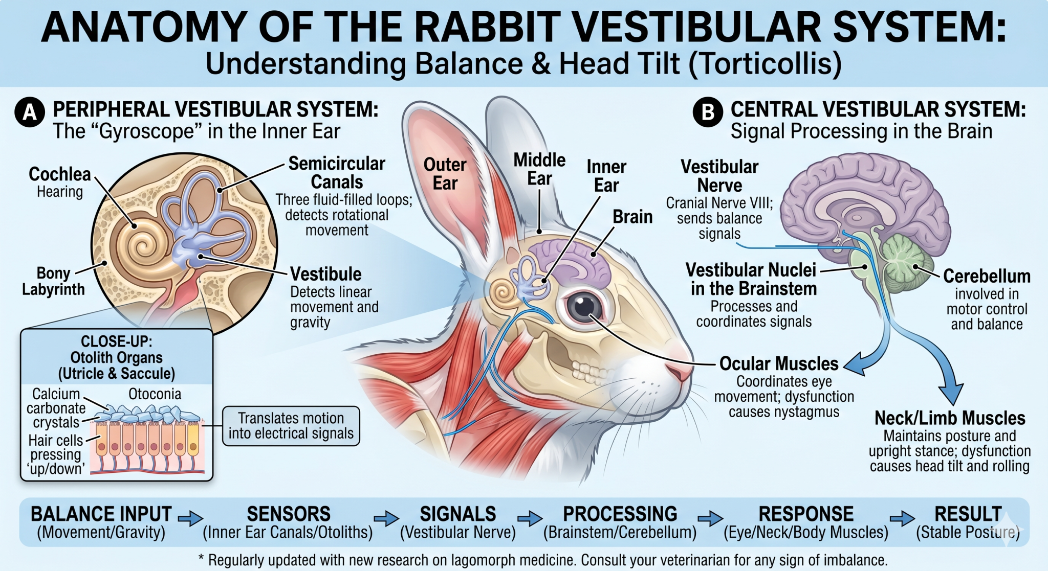 Rabbit Head Tilt: Causes, Symptoms, and Treatment Guide