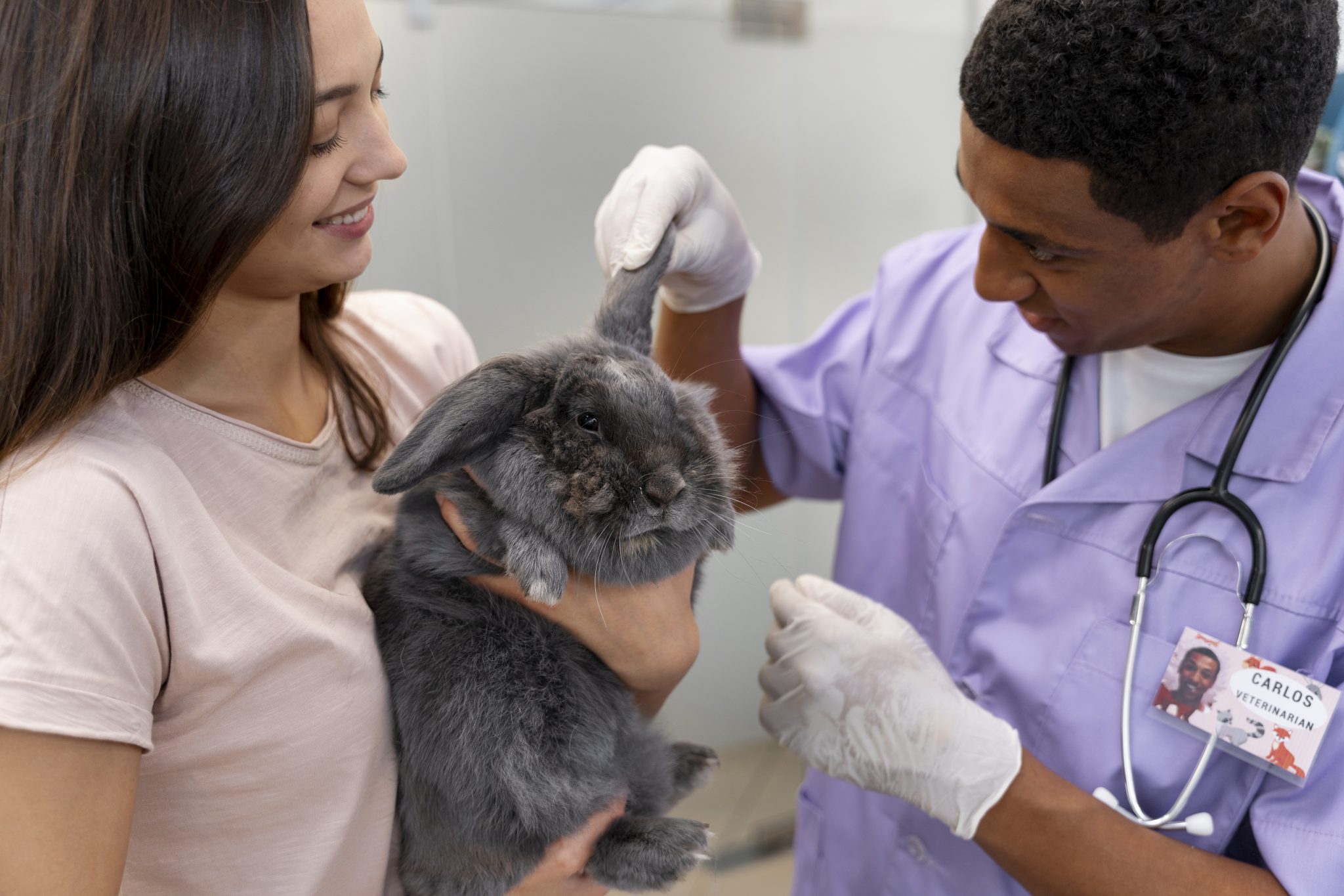 Sludge Pets Rabbit Urinary Problems: Sludge vs Stones, Causes & Fixes