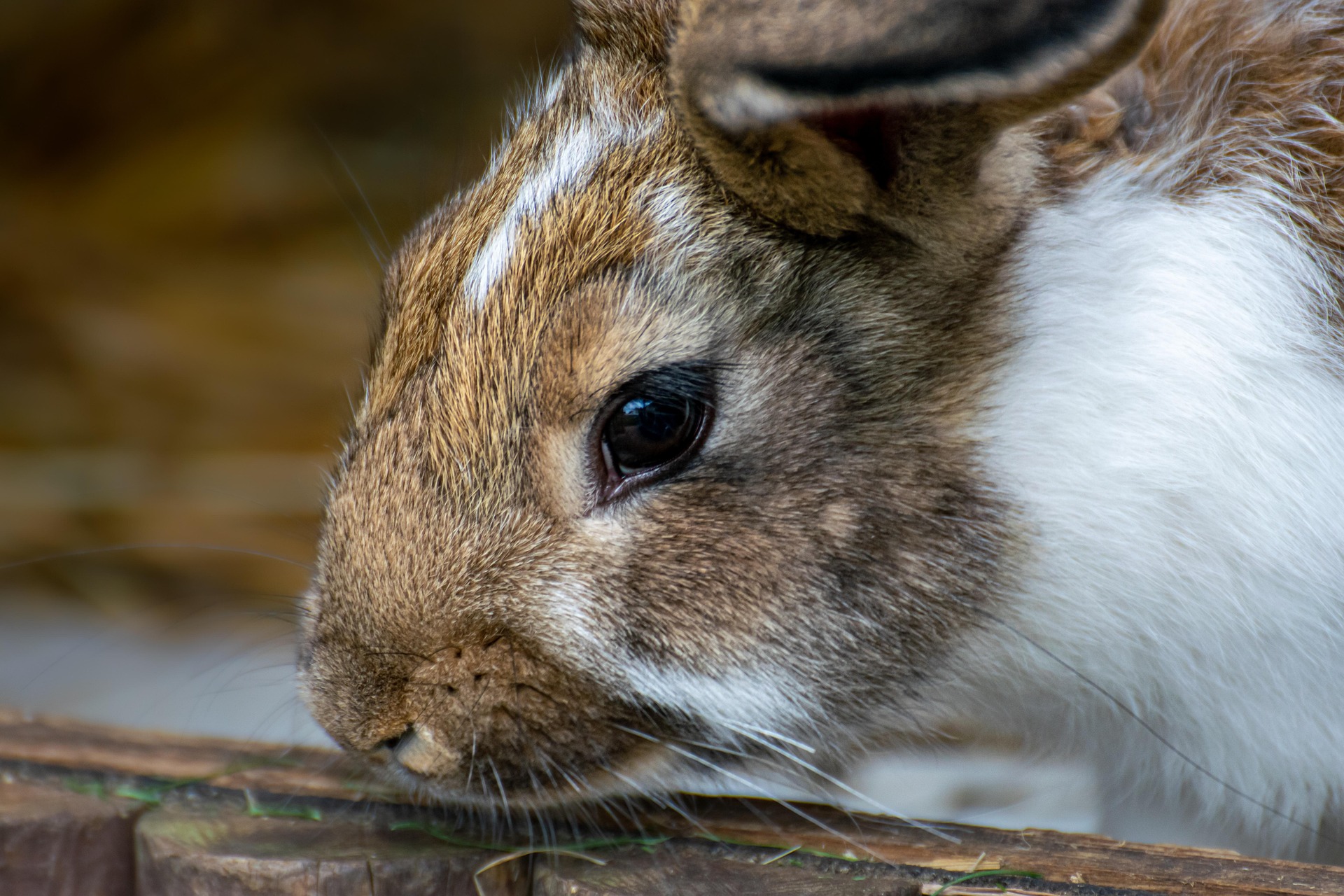 Rabbit Head Tilt: Causes, Symptoms, and Treatment Guide
