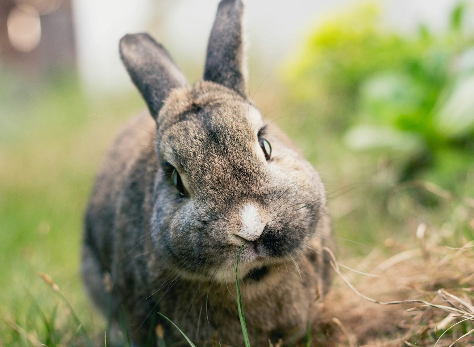 Rabbit Grinding Teeth: Pain or Normal? How to Tell Fast