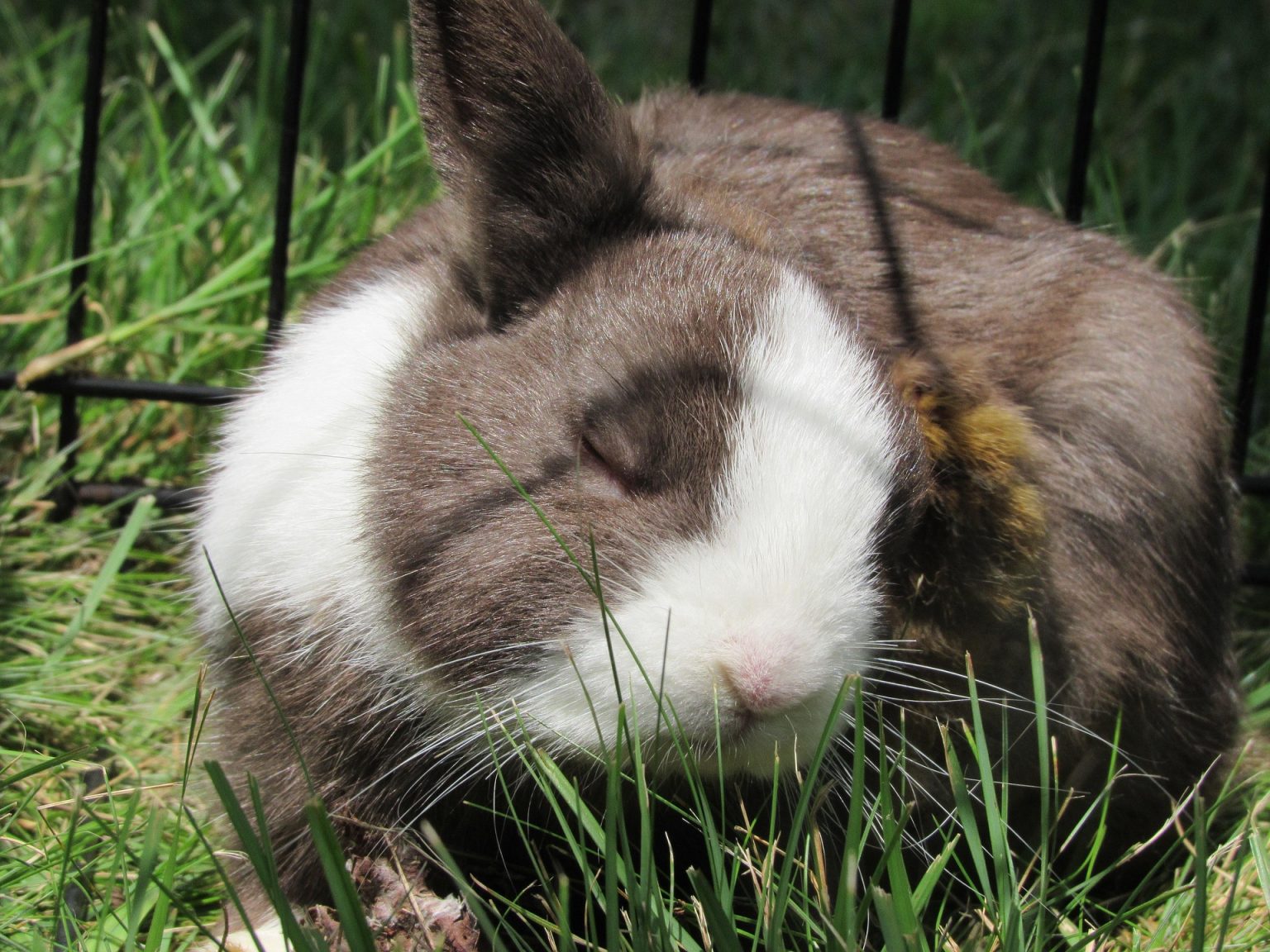 Rabbit Head Tilt: Causes, Symptoms, and Treatment Guide