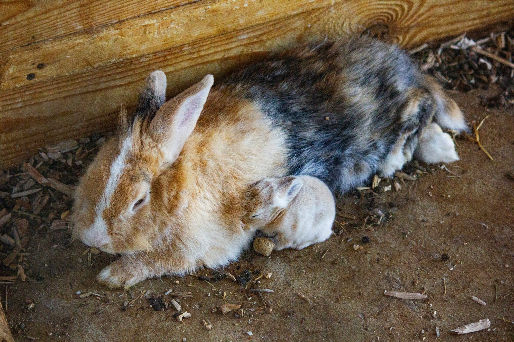 Why Is My Rabbit Breathing Fast? Causes & Emergency Signs