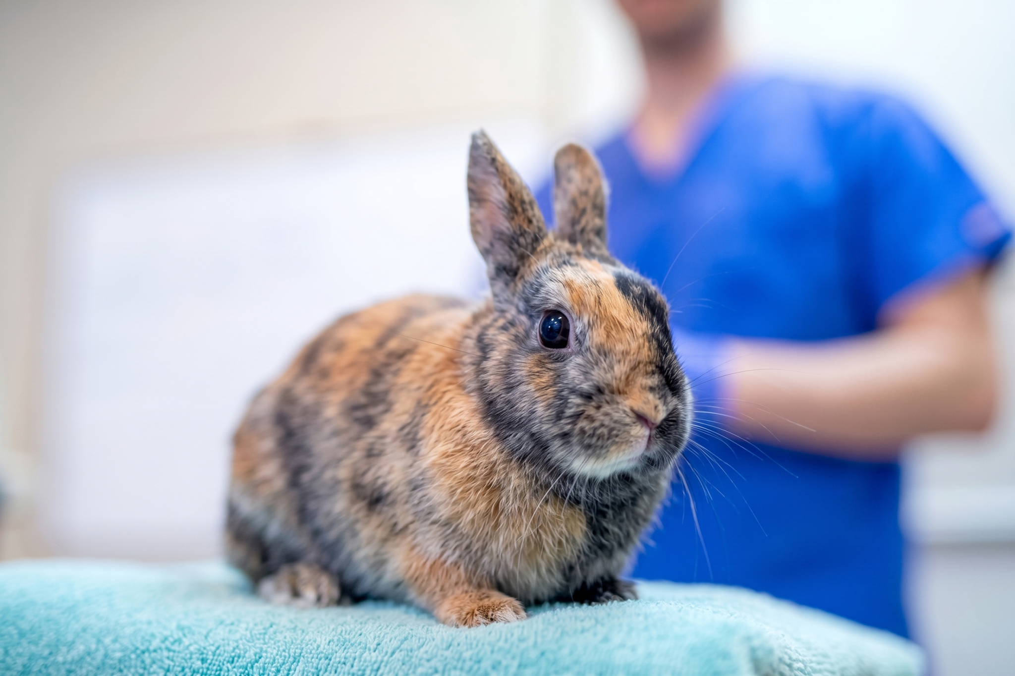 Rabbit Urine Changes: Red Urine, Sludge & No Peeing