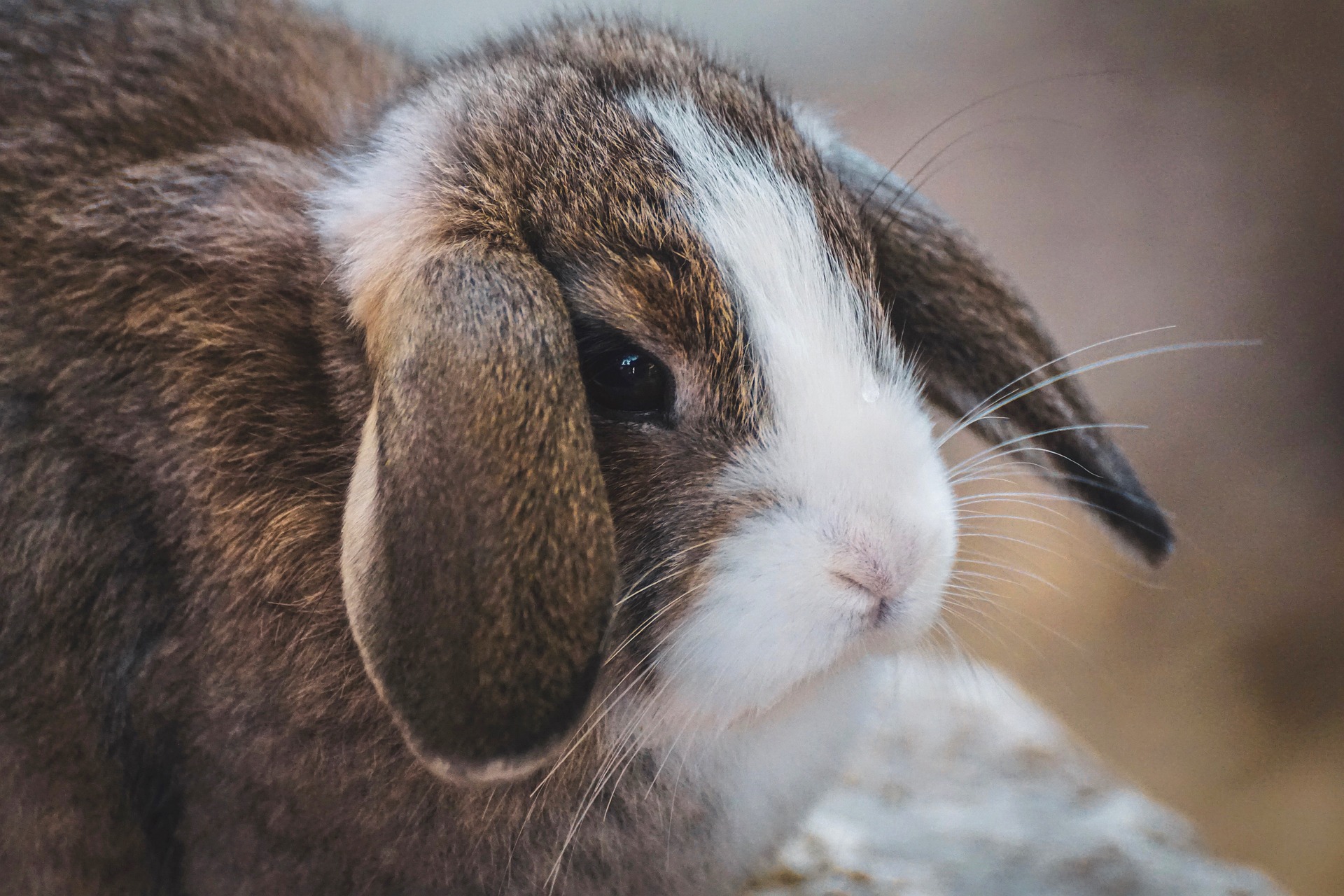 Rabbit Bladder Sludge Guide: Causes, Symptoms & Prevention